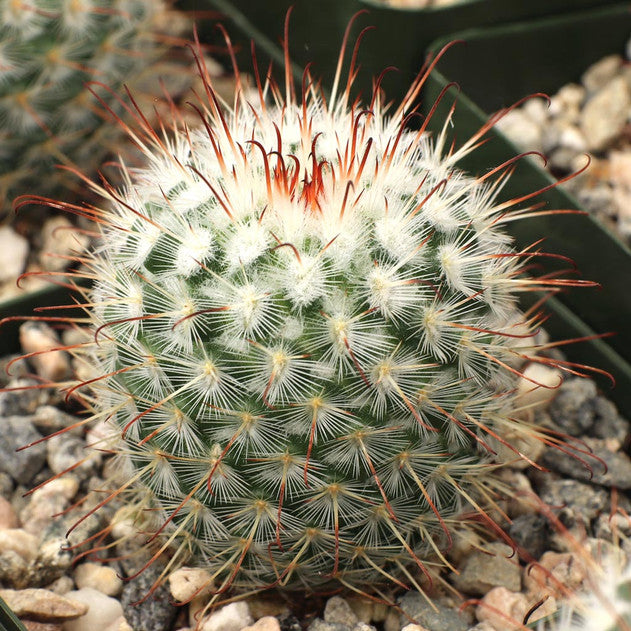 Mammillari Bombyciana Bare Rooted - plant store® 