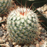 Mammillari Bombyciana Bare Rooted - plant store® 