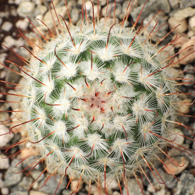 Mammillari Bombyciana Bare Rooted - plant store® 