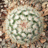Mammillari Bombyciana Bare Rooted - plant store® 