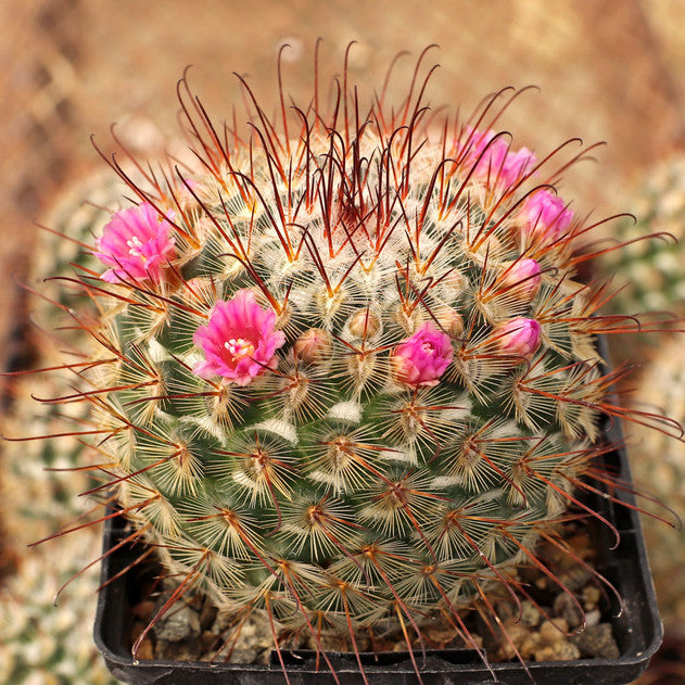 Mammillari Bombyciana Bare Rooted