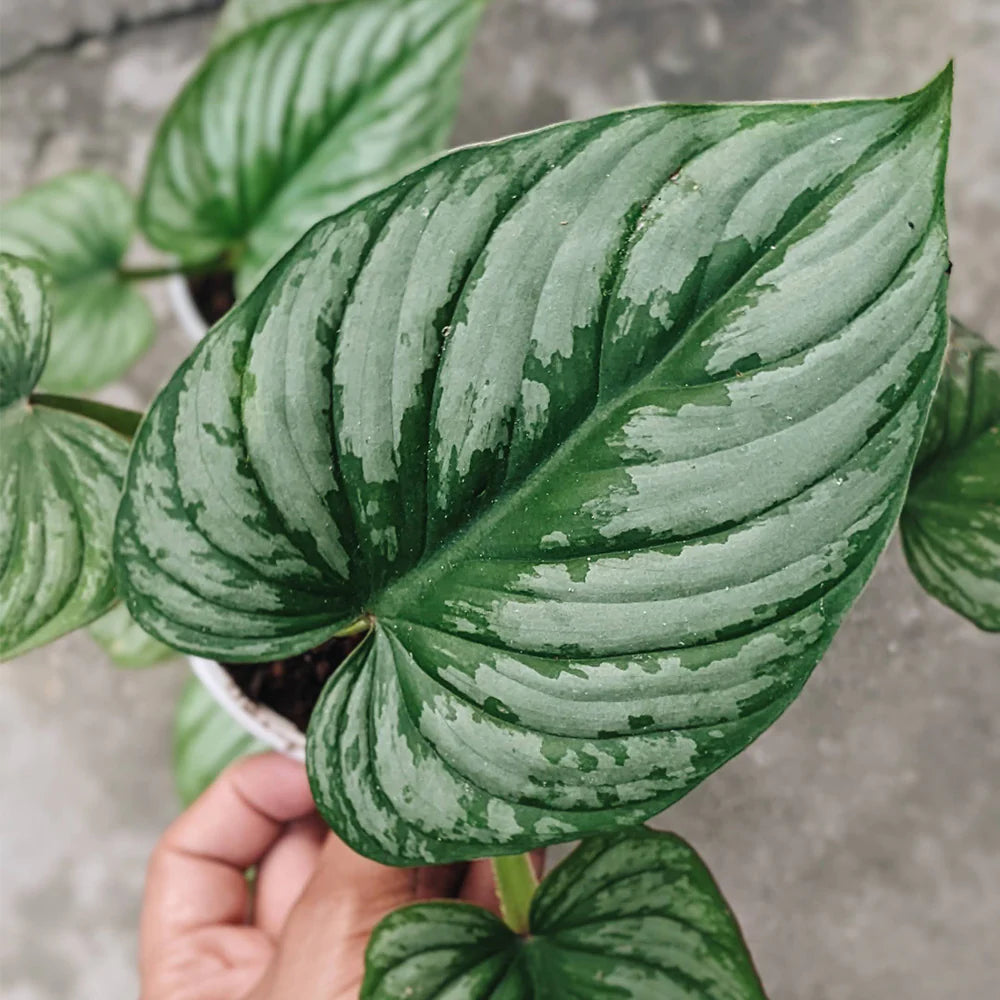 Philodendron Mamei Silver Cloud