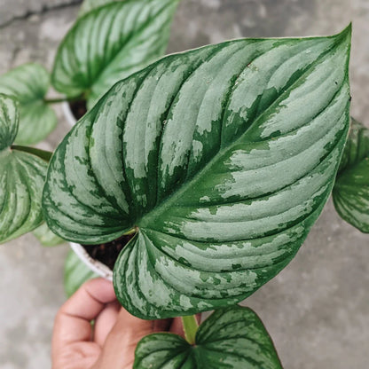 Philodendron Mamei Silver Cloud