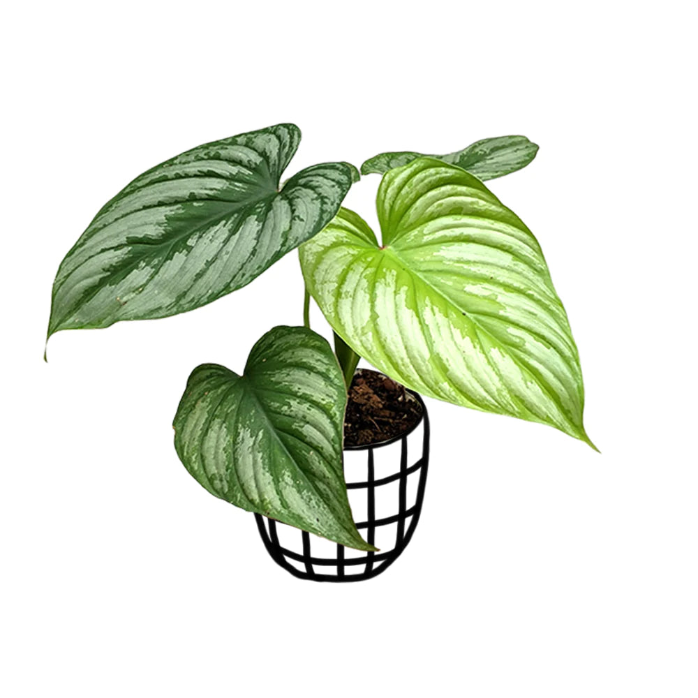 Philodendron Mamei Silver Cloud