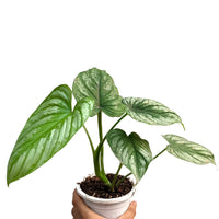 Philodendron Mamei Silver Cloud - plant store® 