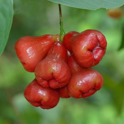 Mini Red Water Apple Grafted Tree