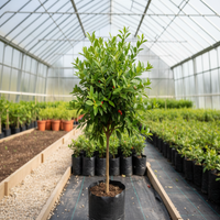 Miracle Berry/Fruit Grafted Tree
