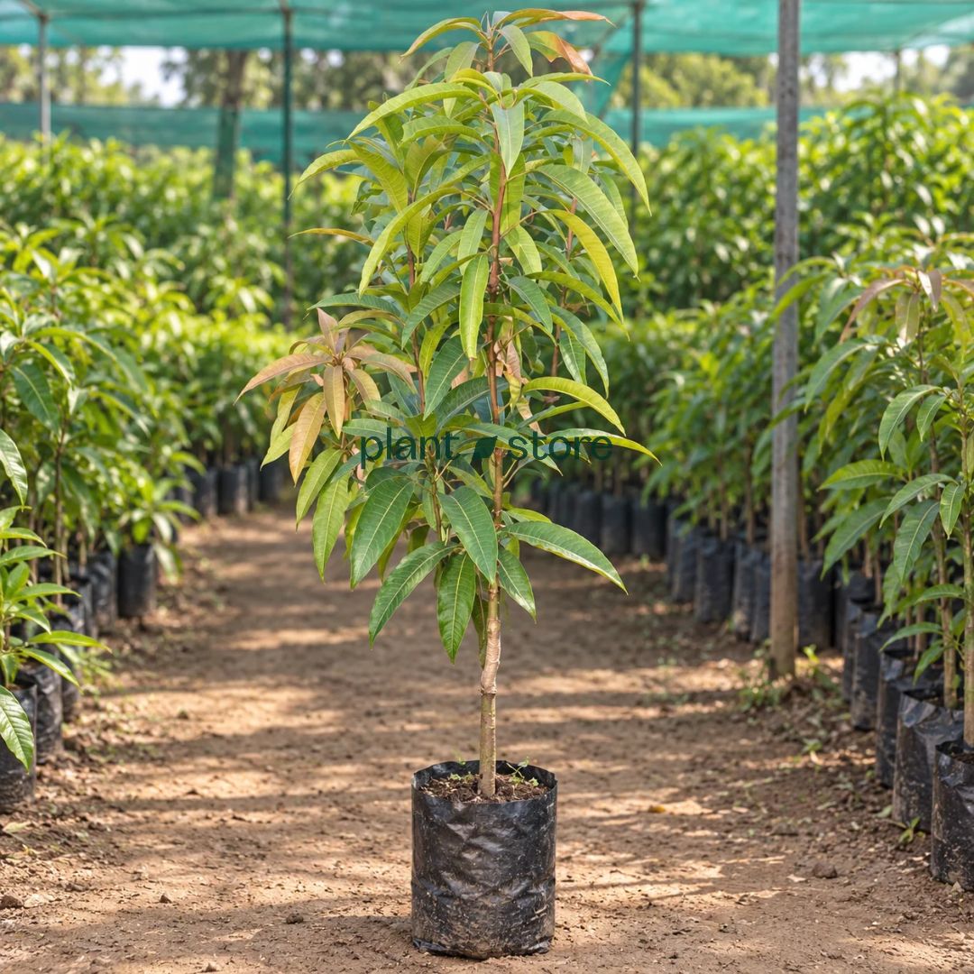 Miyazaki Mango Grafted Plant