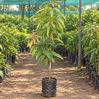 Miyazaki Mango Grafted Plant