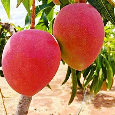 Miyazaki Mango Grafted Tree