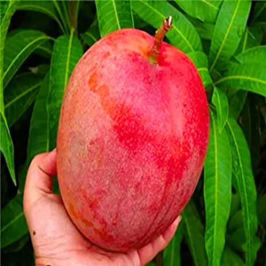 Miyazaki Mango Grafted Tree