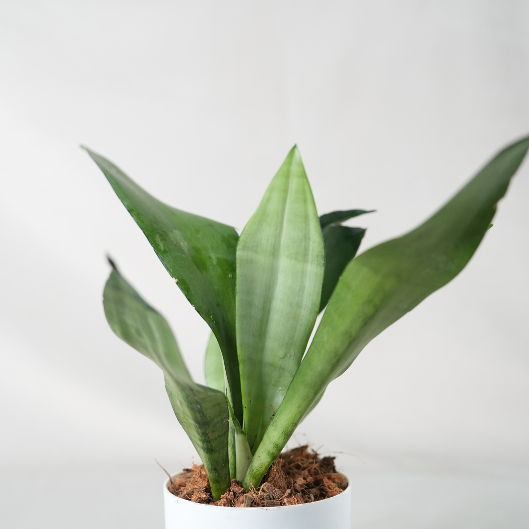 Snake Plant - Moonshine