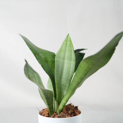 Snake Plant - Moonshine