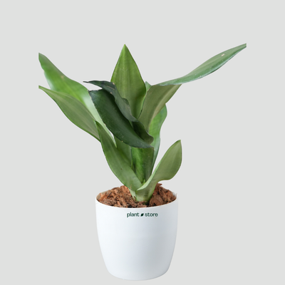 Snake Plant - Moonshine