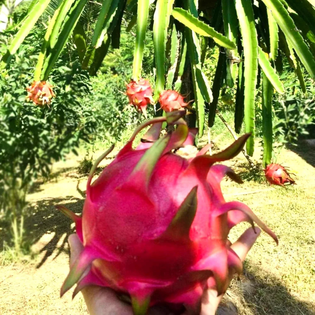 Moroccan Red Dragon-fruit Grafted Tree