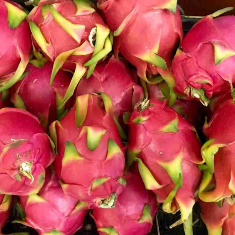 Moroccan Red Dragon-fruit Grafted Tree