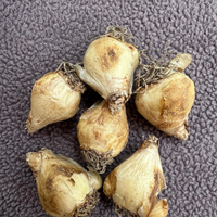 Muscari Bulbs (Dark Blue)