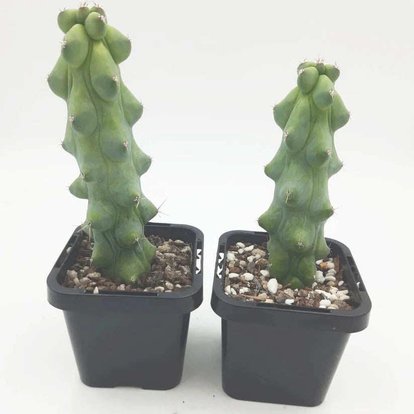 Blue Boob Cactus Bare Rooted - plant store® 