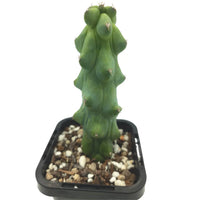 Blue Boob Cactus Bare Rooted - plant store® 