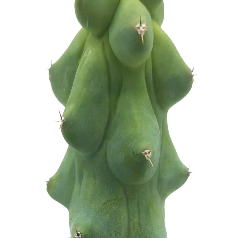 Blue Boob Cactus Bare Rooted - plant store® 