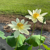 Peak of Yellow Lotus Tuber