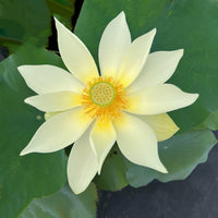 Peak of Yellow Lotus Tuber