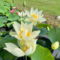 Peak of Yellow Lotus Tuber