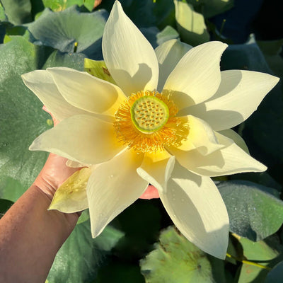 Peak of Yellow Lotus Tuber