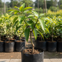 Black Kasturi Mango Grafted Tree
