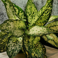 Aglaonema Snow White Plant - plant store® 