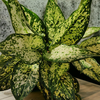 Aglaonema Snow White Plant