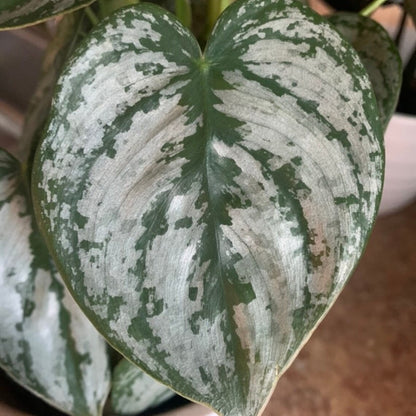 Philodendron Brandianum