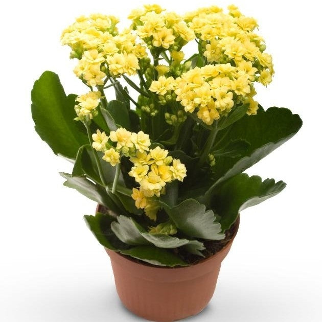 Kalanchoe Flowering Plant