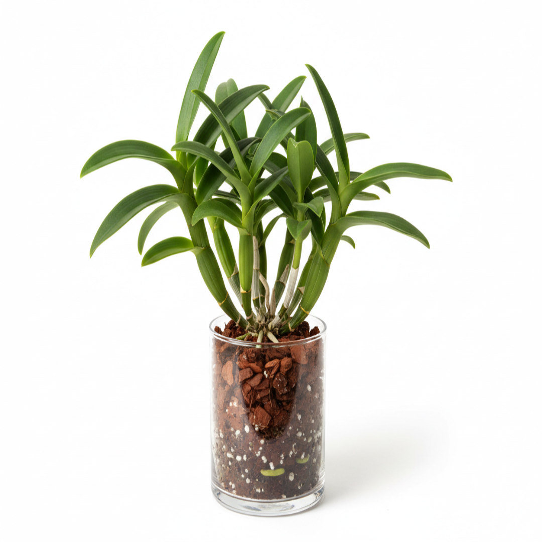 Orchid - Dendrobium Thongchai Gold Chaisri (Blooming Size)