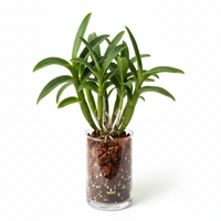 Orchid - Dendrobium Thongchai Gold Chaisri (Blooming Size)