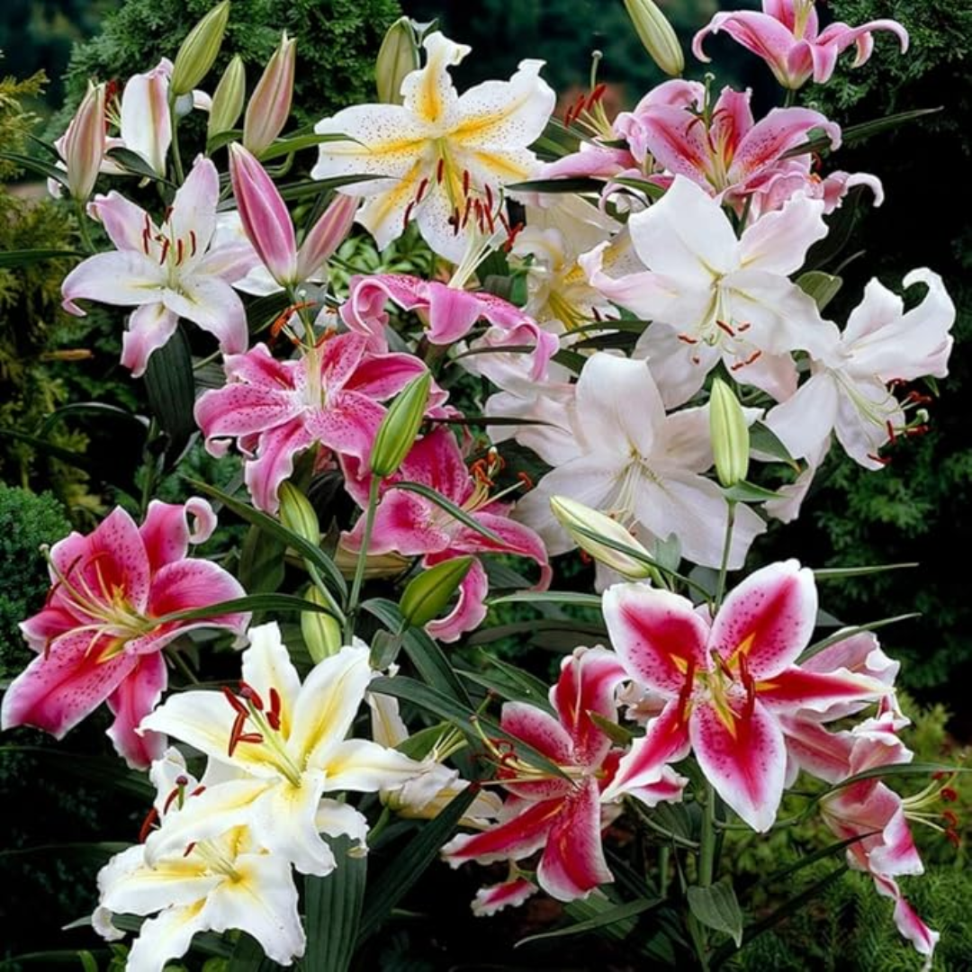 Oriental Lily - Pink Colour