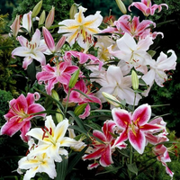 Oriental Lily - Pink Colour