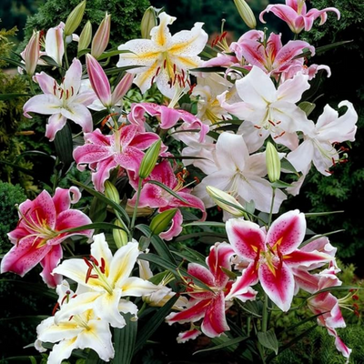 Oriental Lily - Mix Colour
