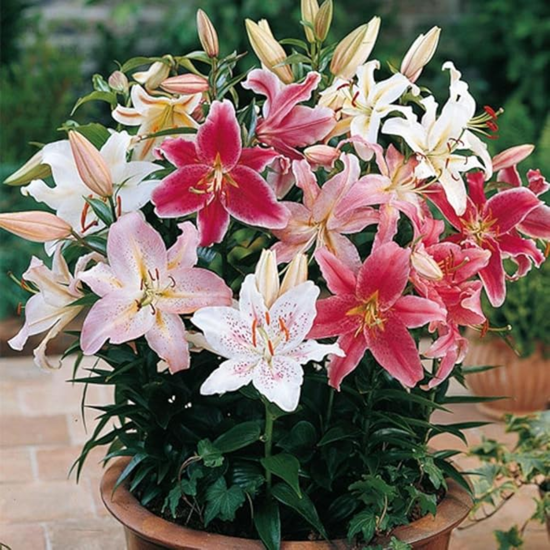 Oriental Lily - Pink Colour