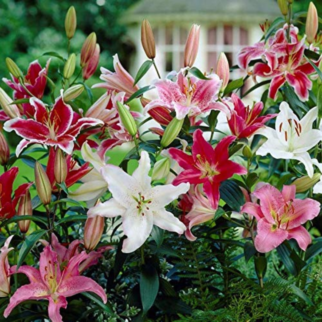 Oriental Lily - Pink Colour