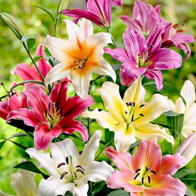Oriental Lily - Mix Colour