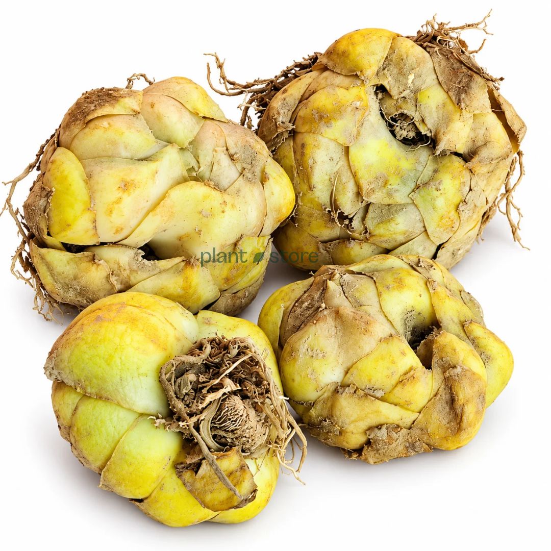 Oriental Lily Bulbs - White Colour