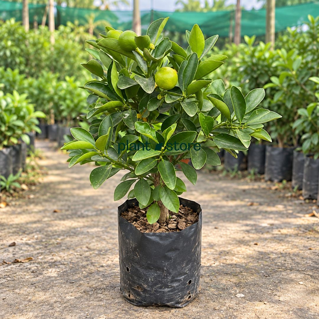 Nagpur Orange Grafted Plant