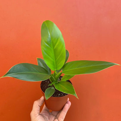 Philodendron Imperial Green