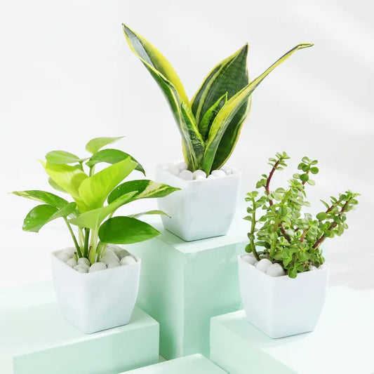 Good Fortune Plants Bundle : Money, Snake Jade Plants with Pot