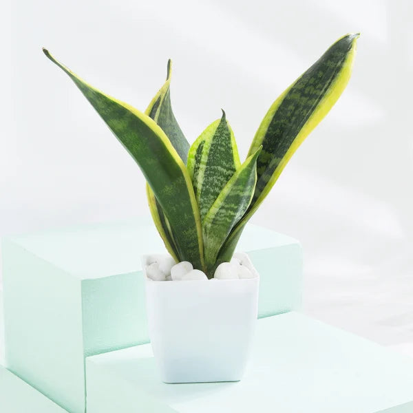 Air Purifier Duo - Snake And Money Plant With Pot