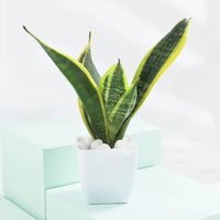 The Pure Living Plants Bundle – 5 Best Air Purifying Indoor Plants