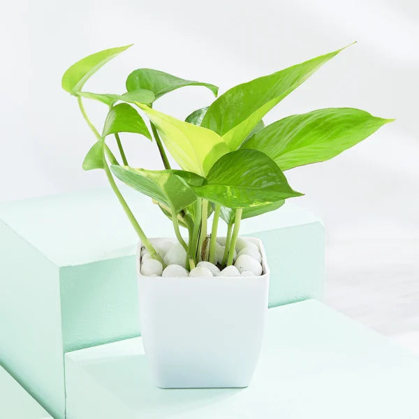 Air Purifier Duo - Snake And Money Plant With Pot