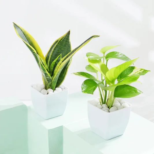 Air Purifier Duo - Snake And Money Plant With Pot