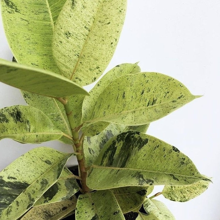 Ficus Shivereana Rubber Plant - plant store® 